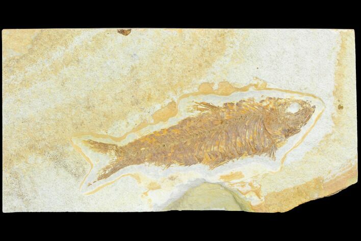 Bargain, Fossil Fish (Knightia) - Wyoming #126015